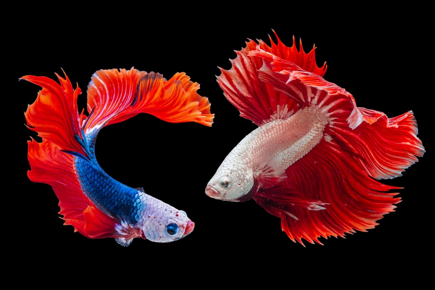 Come mantenere il tuo acquario sano e bello